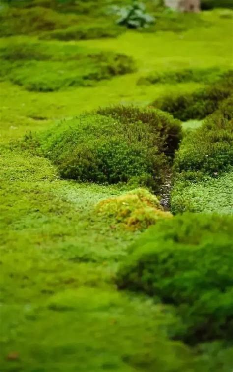 苔蘚盆景|苔蘚種植指南：將大自然之美帶入家中 